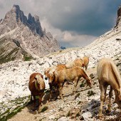 Dolomites Panoramas