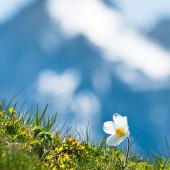 Spring in the Dolomites