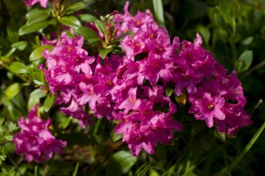 Flora in the dolomites
